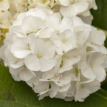 Hydrangea quercifolia 'Harmony'