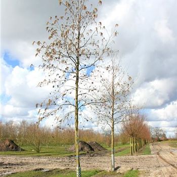 ACO_Sol_baum_5xv_200-300x25-30x500-700_G_NEU1050_2_19_03_08_22696.jpg