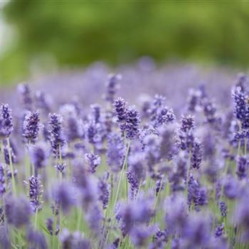 Lavandula angustifolia 'Hidcote Blue'