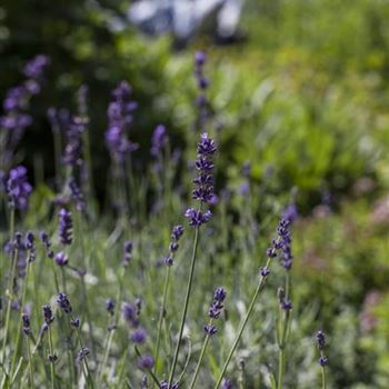 Lavandula angustifolia 'Hidcote Blue'