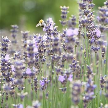 Lavandula angustifolia 'Munstead'