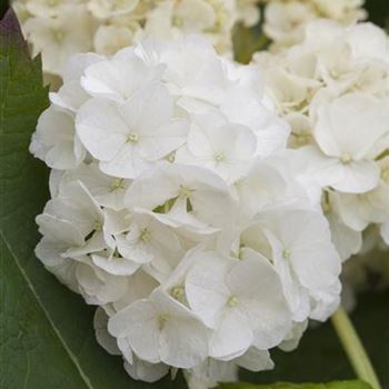 Hydrangea quercifolia 'Harmony'