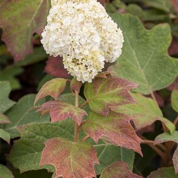 Hydrangea quercifolia 'Harmony'