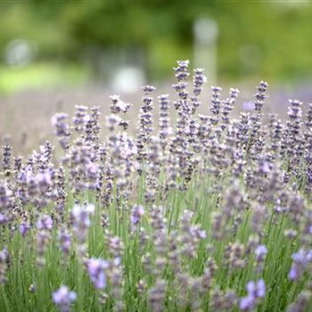 Lavandula angustifolia 'Munstead'