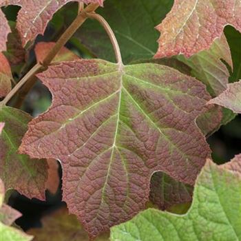 Hydrangea quercifolia 'Harmony'