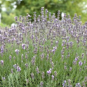 Lavandula angustifolia 'Munstead'