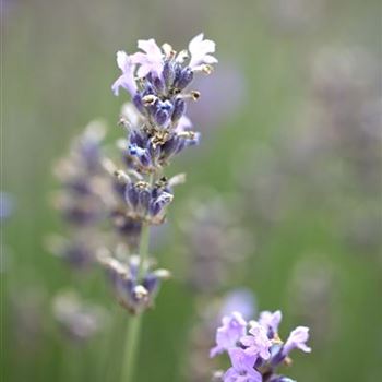 Lavandula angustifolia 'Munstead'