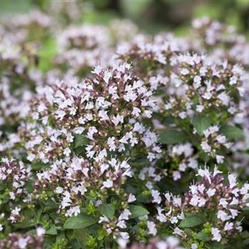 Origanum vulgare 'Compactum'