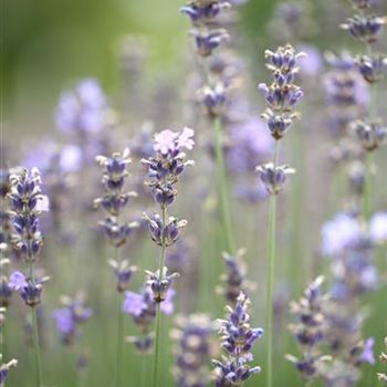 Lavandula angustifolia 'Munstead'