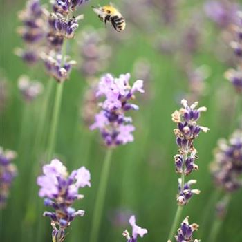 Lavandula angustifolia 'Munstead'