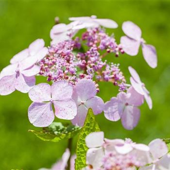 Hydrangea serrata 'Bluebird'