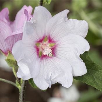 Lavatera x clementii 'Barnsley'