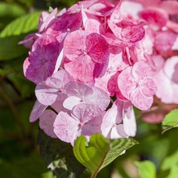 Hydrangea serrata 'Preziosa'