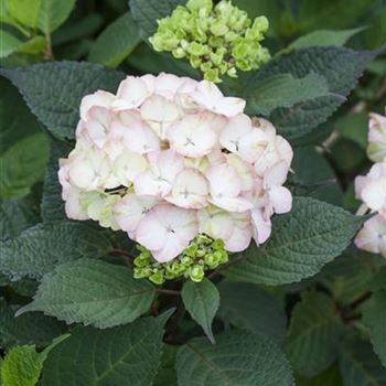 Hydrangea serrata 'Preziosa'