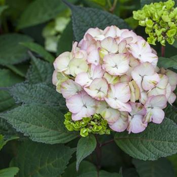 Hydrangea serrata 'Preziosa'