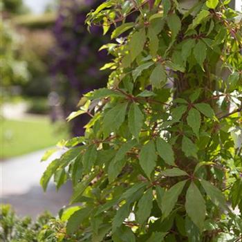 Parthenocissus quinquefolia