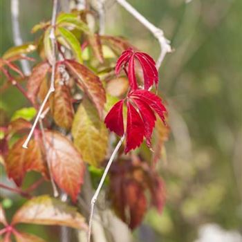 Parthenocissus quinquefolia 'Engelmannii'