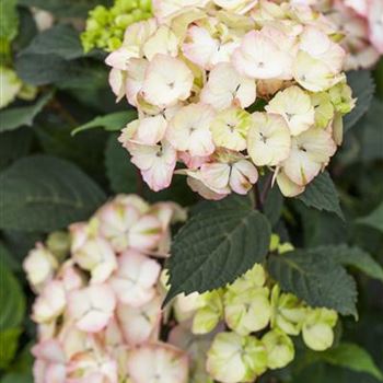 Hydrangea serrata 'Preziosa'