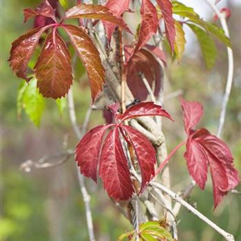 Parthenocissus quinquefolia