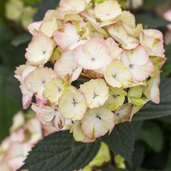 Hydrangea serrata 'Preziosa'