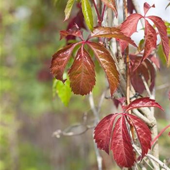 Parthenocissus quinquefolia