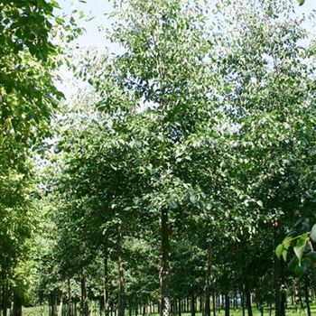 ACO_Sol_baum_5xv_200-300x30-35x500-700_G_AUE2005_09_08_04_33390.jpg