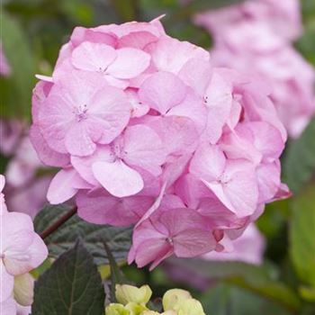 Hydrangea serrata 'Preziosa'