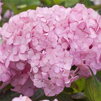 Hydrangea serrata 'Preziosa'