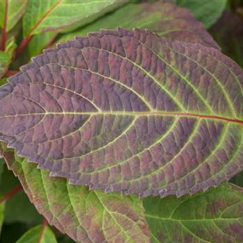 Hydrangea serrata 'Preziosa'