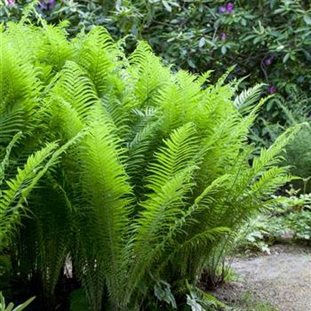 Osmunda cinnamomea