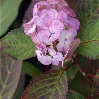 Hydrangea serrata 'Preziosa'