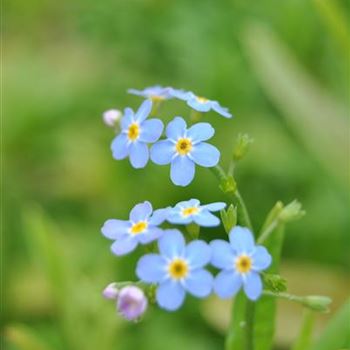 Myosotis scorpioides