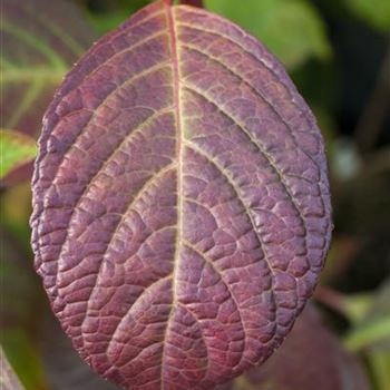 Hydrangea serrata 'Preziosa'