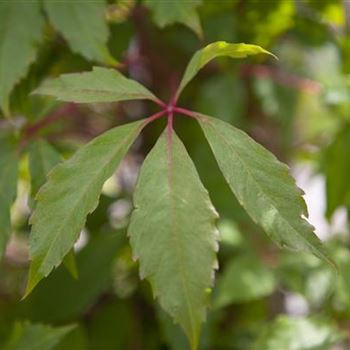 Parthenocissus quinquefolia 'Engelmannii'