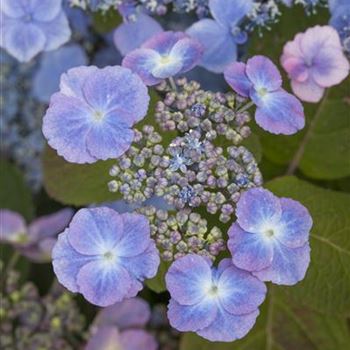 Hydrangea serrata 'Veerle'