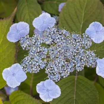 Hydrangea serrata 'Veerle'