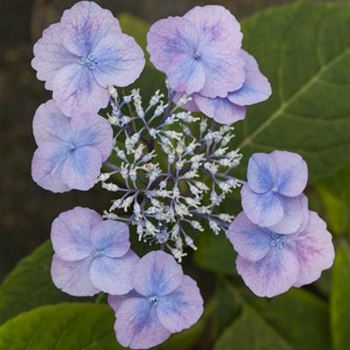 Hydrangea serrata 'Veerle'