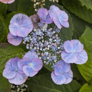 Hydrangea serrata 'Veerle'