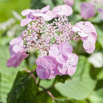 Hydrangea serrata 'Veerle'