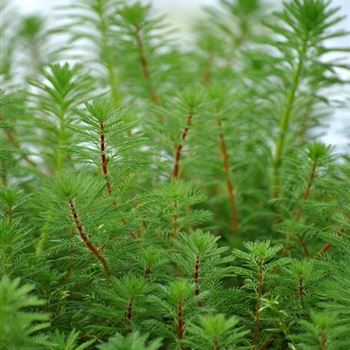 Myriophyllum verticillatum