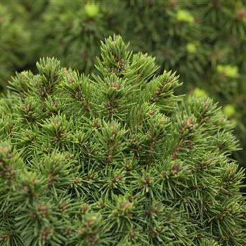 Picea glauca 'Alberta Globe'