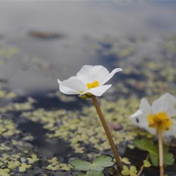 Hydrocharis morsus-ranae