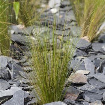 Stipa tenuissima