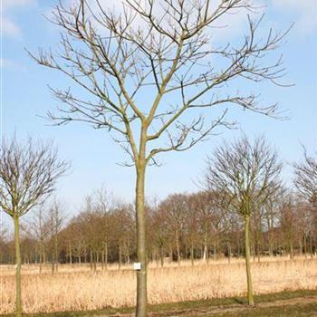 EHU_Sol_baum_5xv_200-300x30-35x400-500_R_ON1063_2_14_03_06_9678.jpg