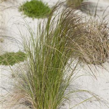 Stipa tenuissima