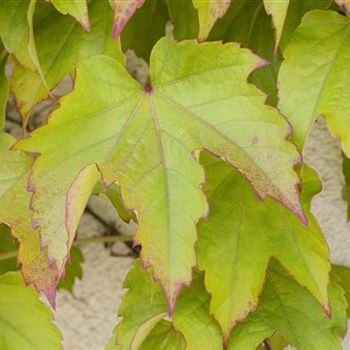 Parthenocissus tricuspidata 'Veitchii'