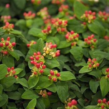 Hypericum androsaemum