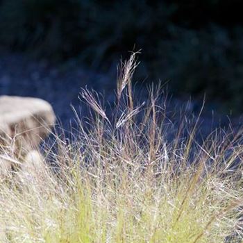 Stipa tenuissima