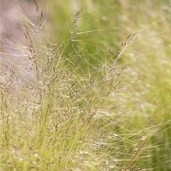 Stipa tenuissima