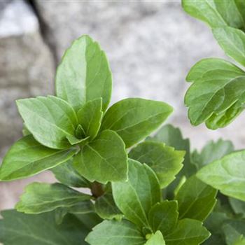 Pachysandra terminalis